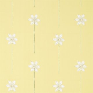 Daffodil Natural