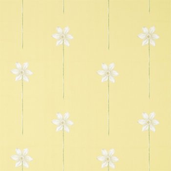 Daffodil Natural