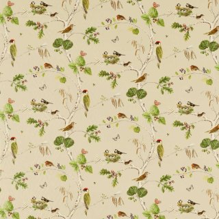 Birch Multi
