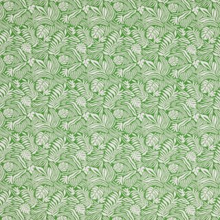 Monstera